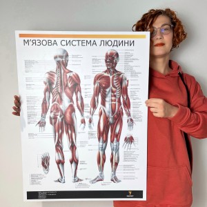 Плакат "Мышечная система человека" Медіспорт