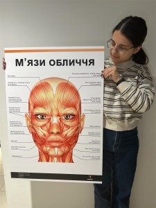 Плакат "Мышцы лица" Медіспорт