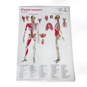 Комплект плакатов "Мышечные цепи" (с 3 частей) Медіспорт