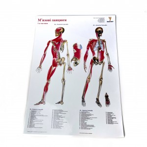 Комплект плакатов "Мышечные цепи" (с 3 частей) Медіспорт