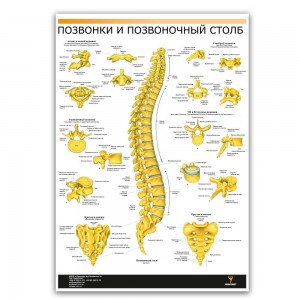 Плакат "Позвоночник человека" Медіспорт