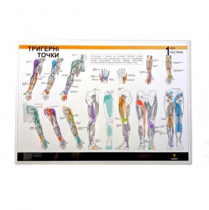 Таблица триггерных точек Медіспорт